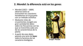 2. Mendel: la diferencia está en los genes
• Mendel (1822 – 1884)
observó como se
transmiten los caracteres
hereditarios en el guisante
con un método científico
• Mediante miles de
cruzamientos recogió una
gran cantidad de datos
sobre las frecuencias con las
que se transmitía cada una
de las características de la
planta
• A partir de esos datos
postulo una serie de leyes
sobre la herencia de los
caracteres biológicos.
 