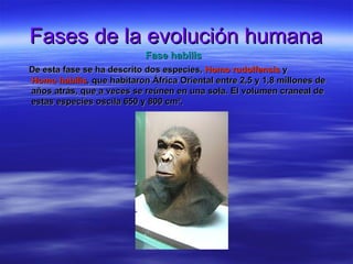 Fases de la evolución humana Fase habilis De esta fase se ha descrito dos especies,  Homo  rudolfensis   y  Homo habilis , que habitaron África Oriental entre 2,5 y 1,8 millones de años atrás, que a veces se reúnen en una sola. El volumen craneal de estas especies oscila 650 y 800 cm³. 