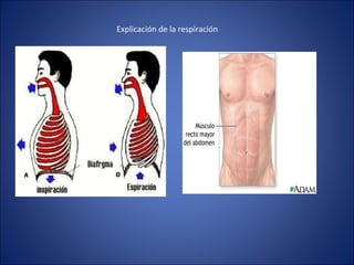 Explicación de la respiración 