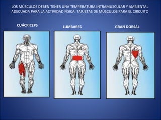 LOS MÚSCULOS DEBEN TENER UNA TEMPERATURA INTRAMUSCULAR Y AMBIENTAL ADECUADA PARA LA ACTIVIDAD FÍSICA. TARJETAS DE MÚSCULOS PARA EL CIRCUITO CUÁCRICEPS LUMBARES GRAN DORSAL   