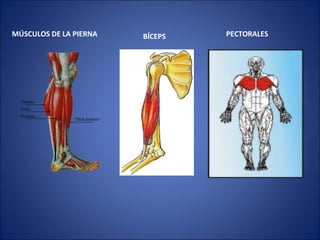 BÍCEPS MÚSCULOS DE LA PIERNA PECTORALES   