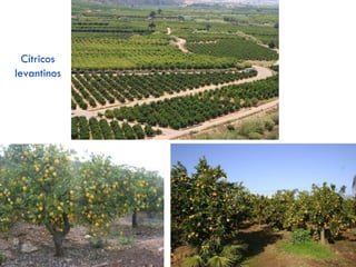 3.3. Paisaje agrario mediterráneo
• CLIMA: mediterráneo costero  precipitaciones escasas con sequía estival + temperaturas cálidas + gran
insolación.
• VEGETACIÓN: muy degradada. Bosque perennifolio (encinas, alcornoques, pino) & matorral mediterráneo.
 POBLACIÓN Y POBLAMIENTO:
• Población: menos numerosa que antaño (éxodo rural), pero más numerosa que en el resto de áreas rurales de
España debido al mayor dinamismo agrario de estas zonas (llegada de inmigrantes).
• Poblamiento: tradicionalmente disperso, aunque tiende a la concentración (los agricultores prefieren vivir en
pueblos grandes donde hay más servicios)
 EXPLOTACIONES:
• Zonas de regadío: minifundios
• Zonas de secano: explotaciones pequeñas & medianas
 LOCALIZACIÓN: Litoral & prelitoral mediterráneo + Baleares.
 MEDIO FÍSICO:
• RELIEVE: predominan fértiles llanuras del litoral mediterráneo.
 