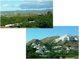  Cultivos principales:
• Fruticultura mediterránea (cítricos, frutales de hueso) y hortalizas  litoral
levantino
• Frutos tropicales (aguacate, chirimoya…)  hoyas de Málaga y Granada
(inviernos especialmente suaves)
 USOS DEL SUELO: predomina la agricultura. Aumentan otros usos: turístico, residencial.
 AGRICULTURA: clara diferenciación entre zonas de secano y de regadío:
 SECANO: zonas prelitorales montañosas e interior de Mallorca.
oCultivos: “trilogía mediterránea” (cereales, vid, olivo). Otros: almendros.
 REGADÍO: zonas litorales (temperaturas suaves, elevada insolación, suelos
fértiles).
 Régimen intensivo: gran tecnificación (invernaderos, selección de semillas,
pesticidas, fertilizantes…), alta productividad, producción orientada al
mercado….  alta demanda internacional; actividad económica de elevada
rentabilidad, favorecida por ser producto deficitario en la UE.
3.3. Paisaje agrario mediterráneo
 