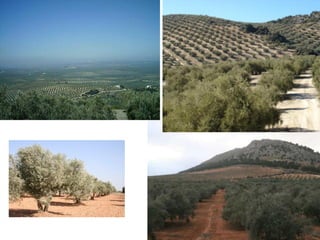  GANADERÍA:
oBovina y porcina: predomina en Cataluña  régimen intensivo (para satisfacer
gran demanda urbana).
oOvina: en zonas de secano  en régimen extensivo.
 EXPLOTACIÓN FORESTAL: poca importancia, excepto en Huelva  grandes
extensiones de eucalipto.
3.3. Paisaje agrario mediterráneo
 