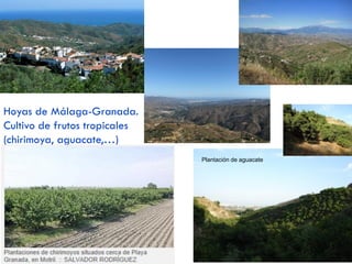 ¿Qué elementos nos indican
que se trata de un paisaje
agrario mediterráneo?
¿Qué podemos deducir a
partir de esos elementos?
 