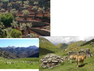 3.4. Paisaje agrario de montaña
 MEDIO FÍSICO: medio físico desfavorable
• RELIEVE: elevada altitud y fuertes pendientes.
• CLIMA: de montaña  temperaturas bajas, abundantes
precipitaciones que buena parte del año caen en forma de nieve.
• VEGETACIÓN: escalonada en pisos.
 POBLACIÓN Y POBLAMIENTO:
• Población: muy escasa, fuerte tendencia emigratoria.
• Poblamiento: tradicionalmente disperso en pueblos pequeños, aunque
hay una progresiva tendencia a la concentración en pueblos más
grandes situados en el fondo de los valles, que son las zonas que
articulan las comunicaciones.
 LOCALIZACIÓN: zonas montañosas (>1.000m)
 