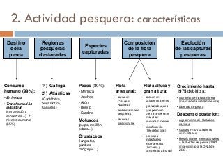 Destino
de la
pesca
Regiones
pesqueras
destacadas
Consumo
humano (99%):
• En fresco
• Transformación
industrial
(congelación,
conservas…) 
notable aumento
(65%)
1ª) Gallega
2ª) Atlánticas
(Cantábrica,
Suratlántica,
Canarias)
Especies
capturadas
Peces (80%):
• Merluza
• Anchoa
• Atún
• Bonito
• Sardina
Moluscos
(pulpo, mejillón,
ostras…)
Crustáceos
(langostas,
gambas,
cangrejos…)
Composición
de la flota
pesquera
Flota
artesanal:
• faena en
Caladero
Nacional
• embarcaciones
pequeñas
• técnicas
tradicionales
Flota altura y
gran altura:
• faenan en
caladeros ajenos
• grandes buques
que permiten
permanecer en el
mar días/
semanas/ meses.
• tecnificación
(teledetección)
• procesos
industriales
incorporados
(limpieza y
congelado a bordo)
Evolución
de las capturas
pesqueras
Crecimiento hasta
1975 debido a:
• Aumento demanda interna
(mejora de la calidad de vida)
• Libertad de pesca
Descenso posterior:
• Agotamiento del Caladero
nacional
• Cuotas en los caladeros
comunitarios
• Restricciones internacionales
a la libertad de pesca (1982:
imposición por la ONU de
ZEE).
2. Actividad pesquera: características
 