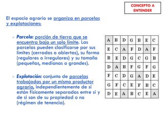El espacio agrario se organiza en parcelas
y explotaciones:
 Parcela: porción de tierra que se
encuentra bajo un solo límite. Las
parcelas pueden clasificarse por sus
límites (cerradas o abiertas), su forma
(regulares o irregulares) y su tamaño
(pequeñas, medianas o grandes).
 Explotación: conjunto de parcelas
trabajadas por un mismo productor
agrario, independientemente de si
están físicamente separadas entre sí y
de si son de su propiedad o no
(régimen de tenencia).
CONCEPTO A
ENTENDER
 