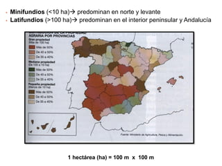  Régimen de tenencia: grado de dominio del
explotador agrario sobre la tierra. La tenencia
puede ser directa o indirecta:
 Tenencia directa: cuando el propietario y el explotador
agrario son la misma persona
 Tenencia indirecta: cuando la tierra no está explotada por
su propietario, sino que éste cede el derecho de uso de la
tierra a cambio de un porcentaje de la cosecha (aparcería)
o del pago de una renta (arrendamiento).
CONCEPTO A
ENTENDER
 