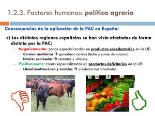 El barbecho
o Práctica agrícola tradicional que consiste en dejar descansar la
tierra un tiempo para recuperar la fertilidad. Las tierras en
barbecho rotan con las cultivadas.
o Ventaja: permite el descanso natural de la tierra.
o Desventaja: reduce la producción agrícola.
o En los últimos años, se ha frenado la tendencia a la disminución del
barbecho por:
o Las exigencias medioambientales de la UE
o La desvinculación de las ayudas de la producción.
o Se ha reducido por:
o Generalización del medio barbecho (sembrado
de cultivos de ciclo corto recuperadores del suelo
- ej: girasol).
o Uso de fertilizantes químicos.
 