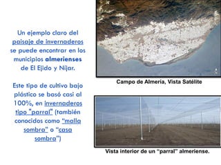 VID:
Web ICEX Promoción vinos españoles:
https://www.youtube.com/user/vinosicex
Destino de la
producción
Cultivo arbustivo de secano que produce uvas para consumo en fresco y especialmente para
la elaboración de vino.
Áreas de
cultivo
 Producción más abundante  Castilla La Mancha
 Producción especializada en vinos de calidad (menor extensión, pero mejor mercado)  La
Rioja, Ribera del Duero, Rías Bajas Gallegas (Albariño), Cataluña (cava), Jerez…
Características
de la
producción
 Tradicionalmente presentaban bajos rendimientos; actualmente han aumentado gracias al
regadío localizado y la reorientación hacia una producción de calidad destinada en gran
medida a la exportación.
 