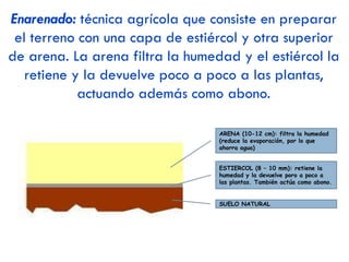 OLIVO:
Destino de la
producción
Cultivo arbóreo de secano muy resistente a la sequía estival, cuya cosecha se destina a la
aceituna de mesa y a la elaboración de aceite (90%).
Áreas de
cultivo
 Principal zona productora: Andalucía (Jaén y Córdoba)
 Otras zonas: Extremadura, C-LM.
Características
de la
producción
 España produce el 45% de la producción mundial de aceite de oliva.
 ¿Problemas?
‐ Elevado precio (por escasa mecanización) y por ello la competencia de aceites más
baratos. Se intenta paliar fomentando la producción de alta calidad.
‐ Producción muy variable (alterna buenas y malas cosechas). Se intenta paliar con
mejoras técnicas (riego por goteo, plaguicidas…).
 