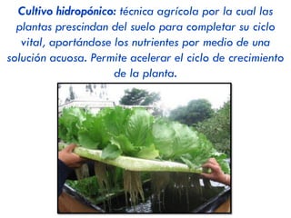 CULTIVOS HORTOFRUTÍCOLAS:
Destino de la
producción
Cultivos de regadío destinados al consumo en fresco o a la
industria conservera.
Áreas de
cultivo
 Litoral mediterráneo
 Andalucía
 Regadíos cercanos a centros urbanos y en torno a los
grandes ríos del interior peninsular (valle del Ebro).
 Excepciones:
‐ PLATANO  Canarias
‐ FRUTALES DE PEPITA (manzana, pera)  Asturias, Lleida y
Barcelona
Características
de la
producción
 Han experimentado un crecimiento enorme debido al
aumento del nivel de vida. Gran parte de la producción
española hortofrutícola se destina a la exportación,
constituyendo un elemento fundamental en nuestra
balanza comercial. 1º país exportador de la UE.
 ¿Problemas? Perjudican al medioambiente debido al uso
creciente de fertilizantes y productos fitosanitarios
(intensificación).
 
