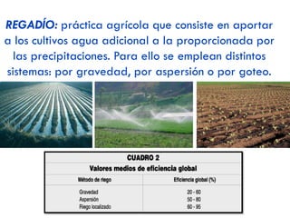 OTROS CULTIVOS:
 LEGUMINOSAS: (judías, garbanzos, lentejas…)  misma área de cultivo que
los cereales, con los que rotan, ya que sirven de semibarbecho.
 CULTIVOS INDUSTRIALES: se destinan a la transformación industrial:
‐ Algodón  tejidos. Destaca en Andalucía.
‐ Tabaco  industria tabaquera. Destaca en Extremadura.
‐ Remolacha  azúcar, biocarburantes. Destaca en CyL.
‐ Girasol  fabricación de aceites, biocarburantes. Destaca en CyL,
Andalucía y C-LM.
 CULTIVOS FORRAJEROS (alfalfa, maíz forrajero…):
‐ Se destinan a alimentación animal.
‐ Producción creciente debido al incremento de la actividad ganadera y la
demanda de alimentos para el ganado.
‐ Destaca en la mitad norte peninsular (Aragón, CyL, Cataluña, Navarra).
 