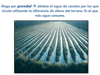 2.2. GANADERÍA (actividad anadera)
Ganadería tradicional
 Coexistencia de diferentes especies
ganaderas en un mismo ámbito.
 Razas autóctonas.
 Técnicas atrasadas.
 Sistemas extensivos.
 Bajo rendimientos.
Ganadería actual
ha experimentado importantes
transformaciones, que han
permitido:
 Incrementar los rendimientos
 