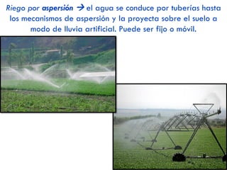 La ganadería moderna tiende a la…
• ESPECIALIZACIÓN: cada explotación se especializa en
la producción de carne o de leche, lo que supone:
 Sustitución de razas nacionales por otras razas extranjeras
seleccionadas (más productivas)
 Casi total desaparición de las razas de aptitud mixta
(carne y leche)
• TECNIFICACIÓN: se incorporan técnicas modernas
(ordeñadoras mecánicas, estudio científico de la
alimentación del ganado, selección de razas) para
mejorar la productividad.
• INTENSIFICACIÓN: la ganadería intensiva
(desvinculada del medio físico, estabulada, alimentada
con piensos, tecnificada…) gana peso sobre la
extensiva (dependiente del medio físico, alimentada a
diente en prados o rastrojos, técnicas tradicionales…).
Ganadería VS Ganadería
extensiva intensiva
2.2.1. La estructura ganadera y sus
transformaciones recientes
 