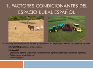 1. FACTORES CONDICIONANTES DEL
ESPACIO RURAL ESPAÑOL
La morfología de los espacios rurales y su variedad en España se deben a una serie de factores:
• NATURALES: relieve, clima, suelos.
• HUMANOS:
- Estructura agraria (población, sistemas de explotación agraria, técnicas y sistemas
agrarios)
- Política agraria
 