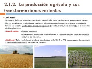 GANADO OVINO Y CAPRINO:
Destino de la
producción
Producción de carne o de leche. La producción
de lana es muy escasa.
Áreas
productoras
Secanos del interior peninsular, donde se
explota fundamentalmente en régimen
extensivo, incluyendo el pasto en rastrojos y la
trashumancia (en decadencia).
El régimen intensivo de cebo de corderos se
está incrementando, aunque aún es escaso.
Características de
la producción
La producción de leche de oveja y cabra se
está muy cotizada para la elaboración de
quesos (precio y demanda elevados);
basada en razas extranjeras.
TRASHUMANCIA =
desplazamiento
estacional del
ganado entre
pastos de invierno y
de verano.
 