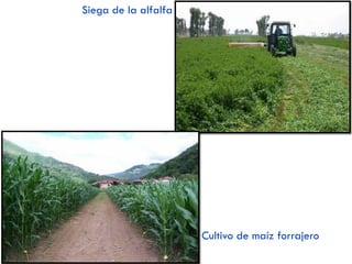 3.1. Paisaje agrario atlántico
 LOCALIZACIÓN: Norte & N.O. peninsular (Galicia, Asturias, Cantabria, País Vasco, parte de Navarra…)
 MEDIO FÍSICO:
• RELIEVE: predominio de zonas montañosas  relieve accidentado que dificulta el labrado de las tierras.
• CLIMA: oceánico  lluvias todo el año y temperaturas suaves
• VEGETACIÓN: prados y bosques caducifolios (haya, roble, castaño…). Frecuentes repoblaciones de
especies más productivas (eucalipto, pino). Asociada a la ganadería bovina y a la explotación forestal.
 POBLACIÓN Y POBLAMIENTO:
• Población: tradicionalmente numerosa. Actualmente escasa y envejecida debido al éxodo rural.
• Poblamiento: disperso o intercalar, debido al predominio de la ganadería minifundista.
 EXPLOTACIONES: predominan los minifundios. Los campesinos poseen pequeñas parcelas cercadas por
setos (bocage) y alejadas entre sí. Consecuencia: difícil mecanización & baja rentabilidad. Para corregirlo
se fomenta la concentración parcelaria.
 