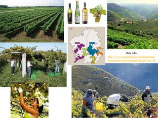 3.1. Paisaje agrario atlántico
 USOS DEL SUELO: predominantemente ganaderos.
• AGRICULTURA: escasa; aparece en valles cercanos a costa.
o Agricultura de secano ya que hay precipitaciones regulares.
o Cultivos:
‐ Antiguamente: policultivo para autoabastecimiento familiar (hortalizas, maíz, patata, frutales, vid).
‐ Actualmente: tendencia a la especialización en productos hortofrutícolas (ej: manzana para sidra) y forrajes
para el desarrollo ganadero (alfalfa, maíz forrajero). El cultivo de vid destaca en Galicia.
• GANADERÍA: actividad mas importante. Favorecida por: clima (pastos naturales), creciente demanda de leche
y carne, y la escasez de mano de obra (éxodo rural) ya que la ganadería requiere menos mano de obra.
o Predomina la ganadería bovina:
‐ Aptitud cárnica  en régimen extensivo
‐ Aptitud lechera  en régimen intensivo
o ¿Problemas? Pequeño tamaño de las explotaciones  las hacen poco competitivas
• EXPLOTACIÓN FORESTAL: otra actividad importante. Destinada a las industrias del mueble y papelera.
 