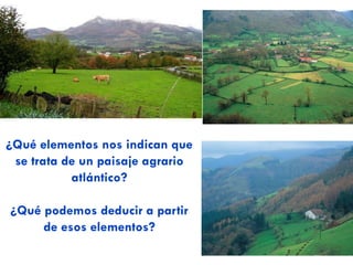 Siega de la alfalfa
Cultivo de maíz forrajero
 