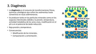 3. Diagénesis
• La diagénesis es el conjunto de transformaciones físicas,
químicas y biológicas que sufren los sedimentos hasta
convertirse en rocas sedimentarias.
• Se producen tanto en las partículas minerales como en los
espacios intersticiales debido a la presión, temperatura,
actividad metabólica de los seres vivos, modificación en el
pH o en el potencial de óxido-reducción.
• Baja presión y temperatura.
• Consecuencias:
• Modificación de los minerales.
• Compactación y cementación.
 