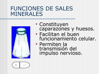 FUNCIONES DE SALES MINERALES Constituyen caparazones y huesos. Facilitan el buen funcionamiento celular. Permiten la transmisión del impulso nervioso. 