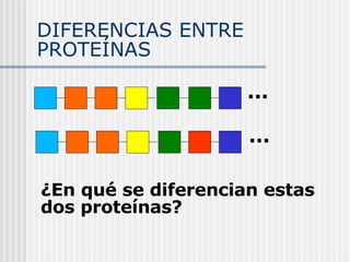 DIFERENCIAS ENTRE PROTEÍNAS ¿En qué se diferencian estas dos proteínas? ... ... 