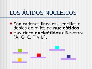 LOS ÁCIDOS NUCLEICOS Son cadenas lineales, sencillas o dobles de miles de  nucleótidos .   Hay cinco  nucleótidos  diferentes (A, G, C, T y U). 