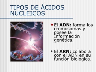 TIPOS DE ÁCIDOS NUCLEICOS El  ADN:  forma los cromosomas y posee la Información genética. El  ARN:  colabora con el ADN en su función biológica. 