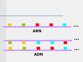 ... ... ... ARN ADN 