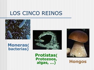 LOS CINCO REINOS Moneras (bacterias) Protistas (Protozoos, algas, ...) Hongos 