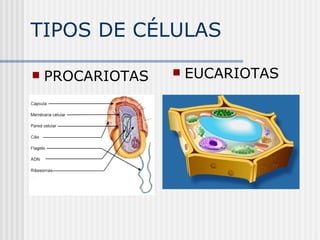 TIPOS DE CÉLULAS PROCARIOTAS EUCARIOTAS 