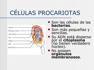 CÉLULAS PROCARIOTAS Son las células de las  bacterias . Son más pequeñas y sencillas. Su ADN está disperso por el  citoplasma  (no tienen verdadero núcleo). No poseen  orgánulos membranosos . 
