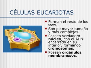 CÉLULAS EUCARIOTAS Forman el resto de los ssvv. Son de mayor tamaño y más complejas. Poseen verdadero  núcleo , con el ADN encerrado en su interior, formando  cromosomas . Poseen  orgánulos membranosos . 