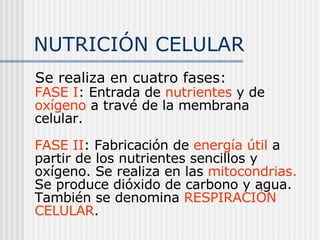NUTRICIÓN CELULAR Se realiza en cuatro fases: FASE I : Entrada de  nutrientes  y de  oxígeno  a travé de la membrana celular. FASE II : Fabricación de  energía   útil  a partir de los nutrientes sencillos y oxígeno. Se realiza en las  mitocondrias.  Se produce dióxido de carbono y agua. También se denomina  RESPIRACIÓN CELULAR . 