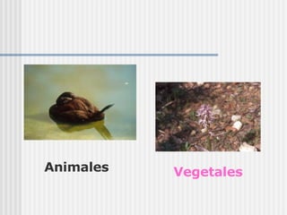 Animales Vegetales 