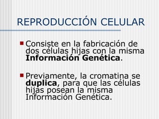 REPRODUCCIÓN CELULAR Consiste en la fabricación de dos células hijas con la misma  Información Genética .  Previamente, la cromatina se  duplica , para que las células hijas posean la misma Información Genética. 