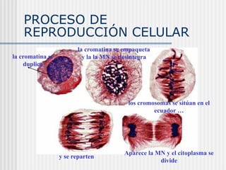 PROCESO DE REPRODUCCIÓN CELULAR la cromatina se duplica la cromatina se empaqueta y la la MN se desintegra y se reparten Aparece la MN y el citoplasma se divide los cromosomas se sitúan en el ecuador … 