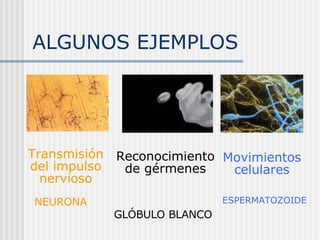 ALGUNOS EJEMPLOS Transmisión del impulso nervioso Movimientos celulares Reconocimiento de gérmenes NEURONA GLÓBULO BLANCO ESPERMATOZOIDE 