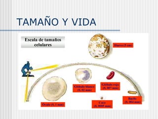TAMAÑO Y VIDA 