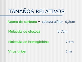 TAMAÑOS RELATIVOS Átomo de carbono  =  cabeza alfiler  0,2cm Molécula de glucosa   0,7cm  Molécula de hemoglobina  7 cm Virus gripe   1 m 