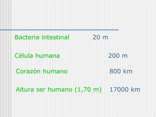Célula humana   200 m Corazón humano 800 km Altura ser humano (1,70 m) 17000 km Bacteria intestinal 20 m 