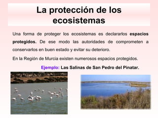 La protección de los
                ecosistemas
Una forma de proteger los ecosistemas es declararlos espacios
protegidos. De ese modo las autoridades de comprometen a
conservarlos en buen estado y evitar su deterioro.

En la Región de Murcia existen numerosos espacios protegidos.

              Ejemplo: Las Salinas de San Pedro del Pinatar.
 