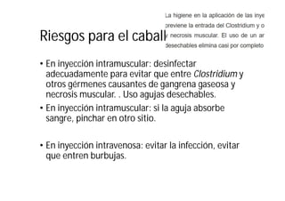 Riesgos para el caballo
• En inyección intramuscular: desinfectar
adecuadamente para evitar que entre Clostridium y
otros gérmenes causantes de gangrena gaseosa y
necrosis muscular. . Uso agujas desechables.
• En inyección intramuscular: si la aguja absorbe
sangre, pinchar en otro sitio.
• En inyección intravenosa: evitar la infección, evitar
que entren burbujas.
 
