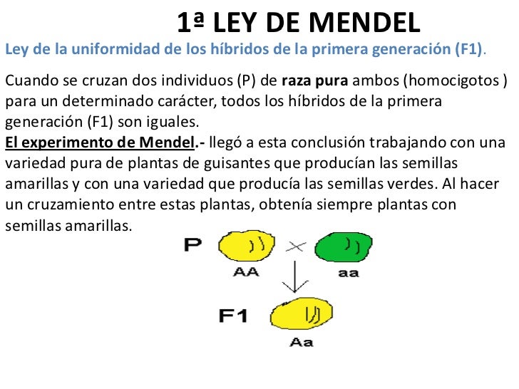 Ud 5 la herencia biologica