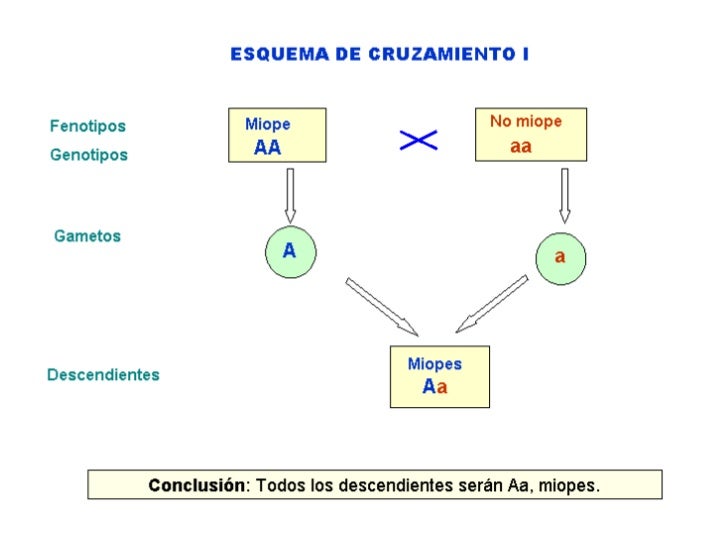 Ud 5 la herencia biologica