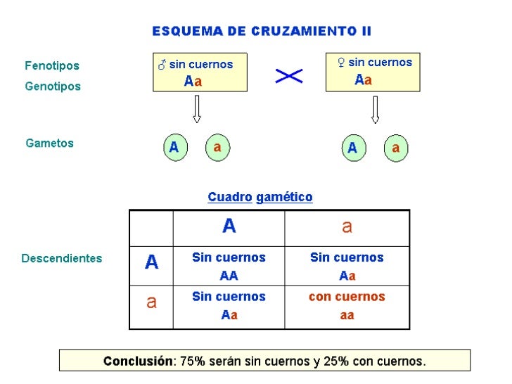 Ud 5 la herencia biologica