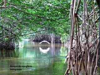 Bosque de manglares
Mangroves
 