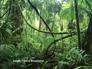 Jungle / Selva ecuatorial
 